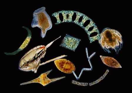 Plankton Microscopic Marine Life You Don t See Them But They Are 