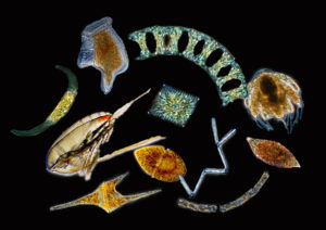Plankton: microscopic marine life; you don't see them, but they are there -  Sruk